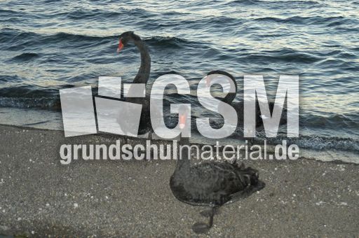 Trauerschwan (2 von 3).jpg